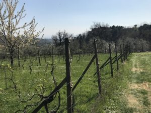 Azienda Agricola Pistoia Località Piazza Rastellino Podere Mq 16000