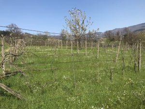 Azienda Agricola Pistoia Località Piazza Rastellino Podere Mq 16000